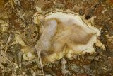 Beautiful Petrified Wood (Araucaria) Slab - Madagascar #361473-1